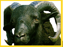 It's the big boss ram