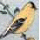 My first goldfinch charm