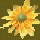 rudbeckia charm