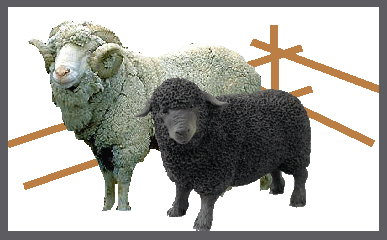 it's a big sheep fols