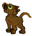 a havanna brown petz cat