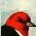 My first woodpecker charm