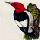 My other woodpecker charm